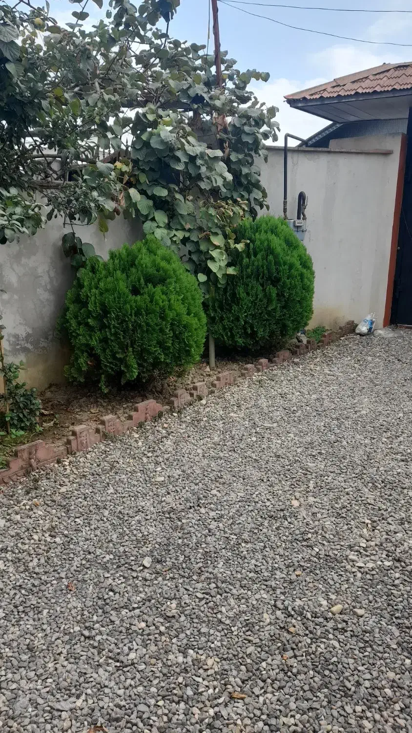 درخت سرو توپی سرحال|گل و گیاه طبیعی|رویان, |دیوار