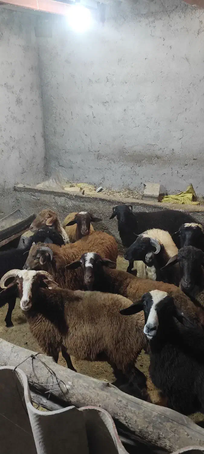 بره های نر از وزن 25تا 40|حیوانات مزرعه|رویان, |دیوار