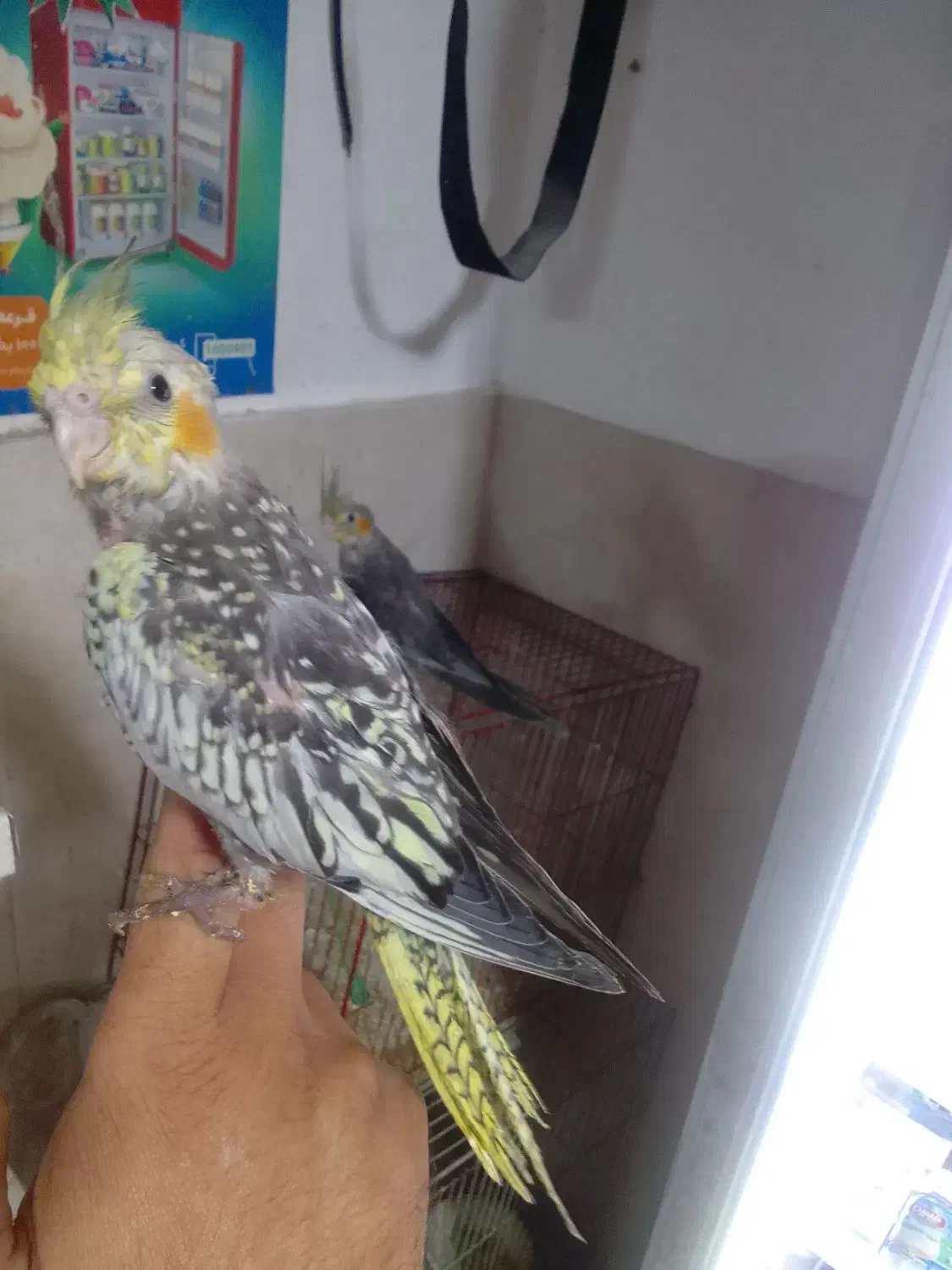 طوطی عروس سوپر رام نر ۲عدد|پرنده|بابل, |دیوار