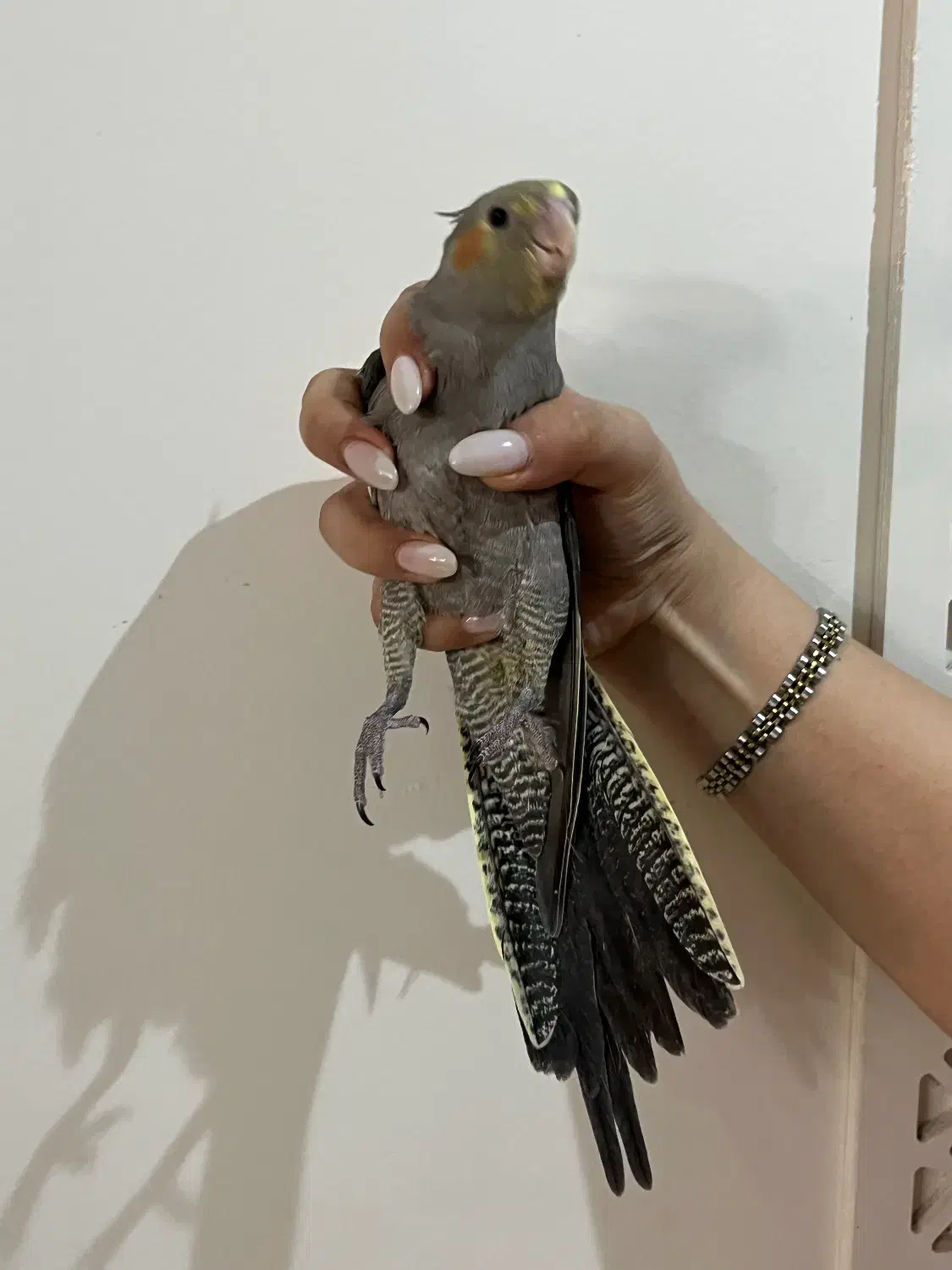 جوجه عروس هلندی دو ماهه|پرنده|تهران, منیریه|دیوار