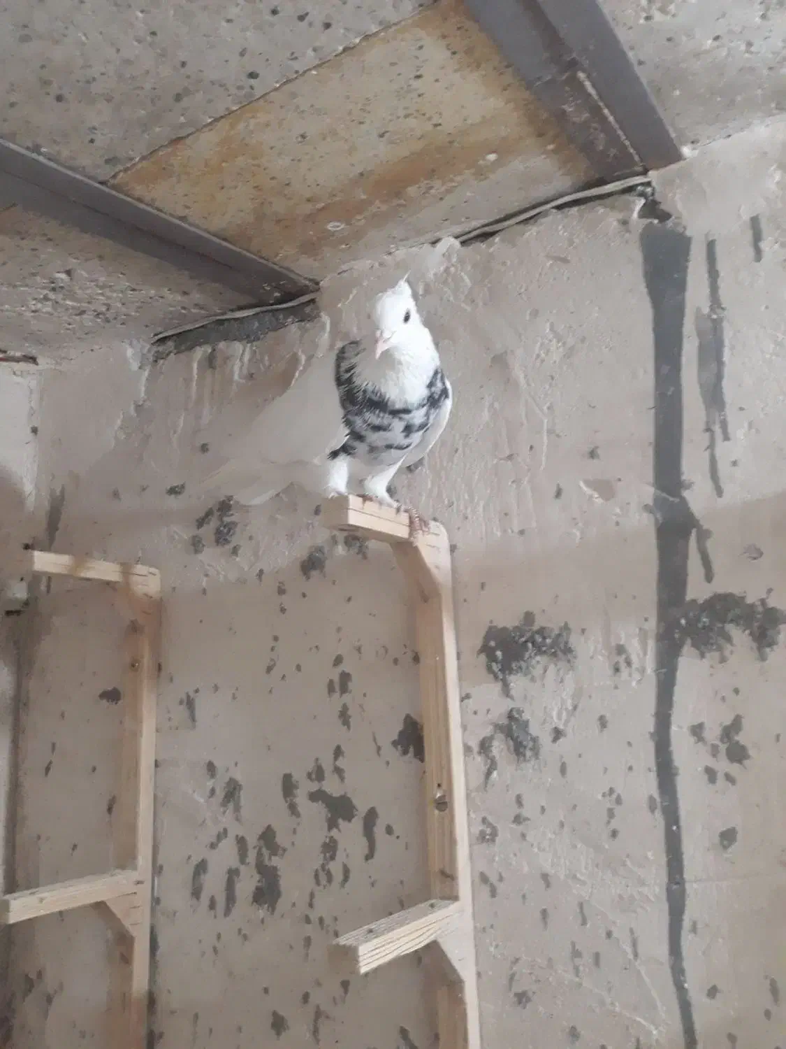 جوجه کربلایی کله سیاه|پرنده|مشهد, ادیب نیشابوری (شهرک غرب)|دیوار