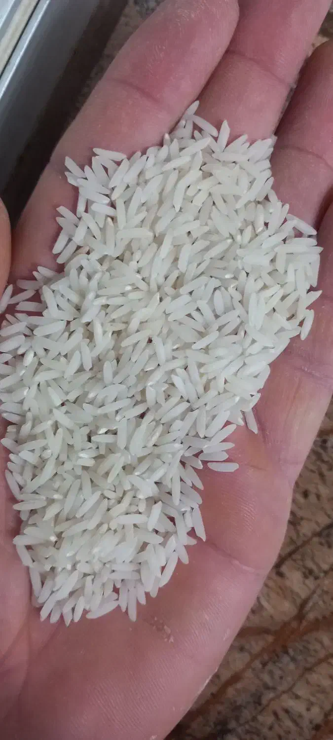 برنج هاشمی محصول خودم|خوردنی و آشامیدنی|تولم شهر, |دیوار