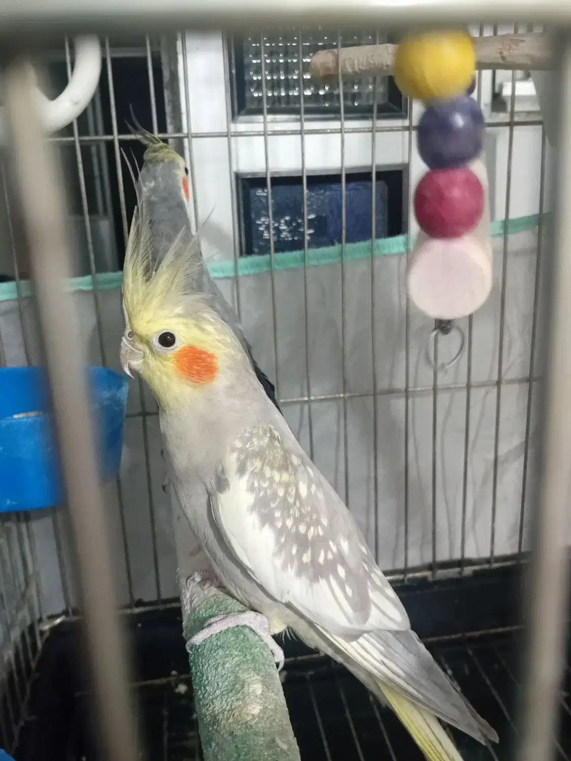 عروس هلندی|پرنده|چهاردانگه (تهران), |دیوار