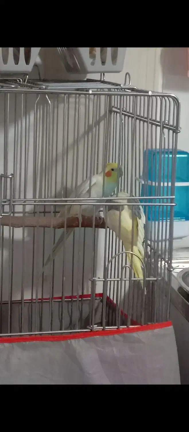 جفت عروس هلندی|پرنده|اسماعیلی, |دیوار