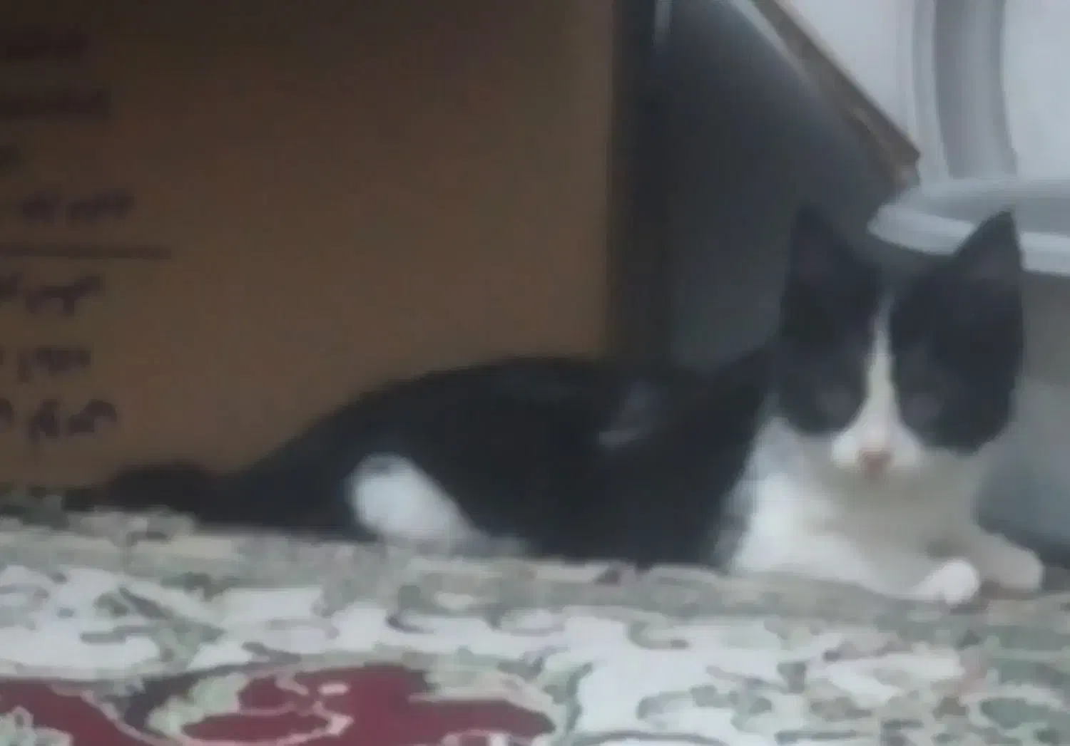 بچه گربه|گربه|گلبهار, شهر جدید گلبهار|دیوار