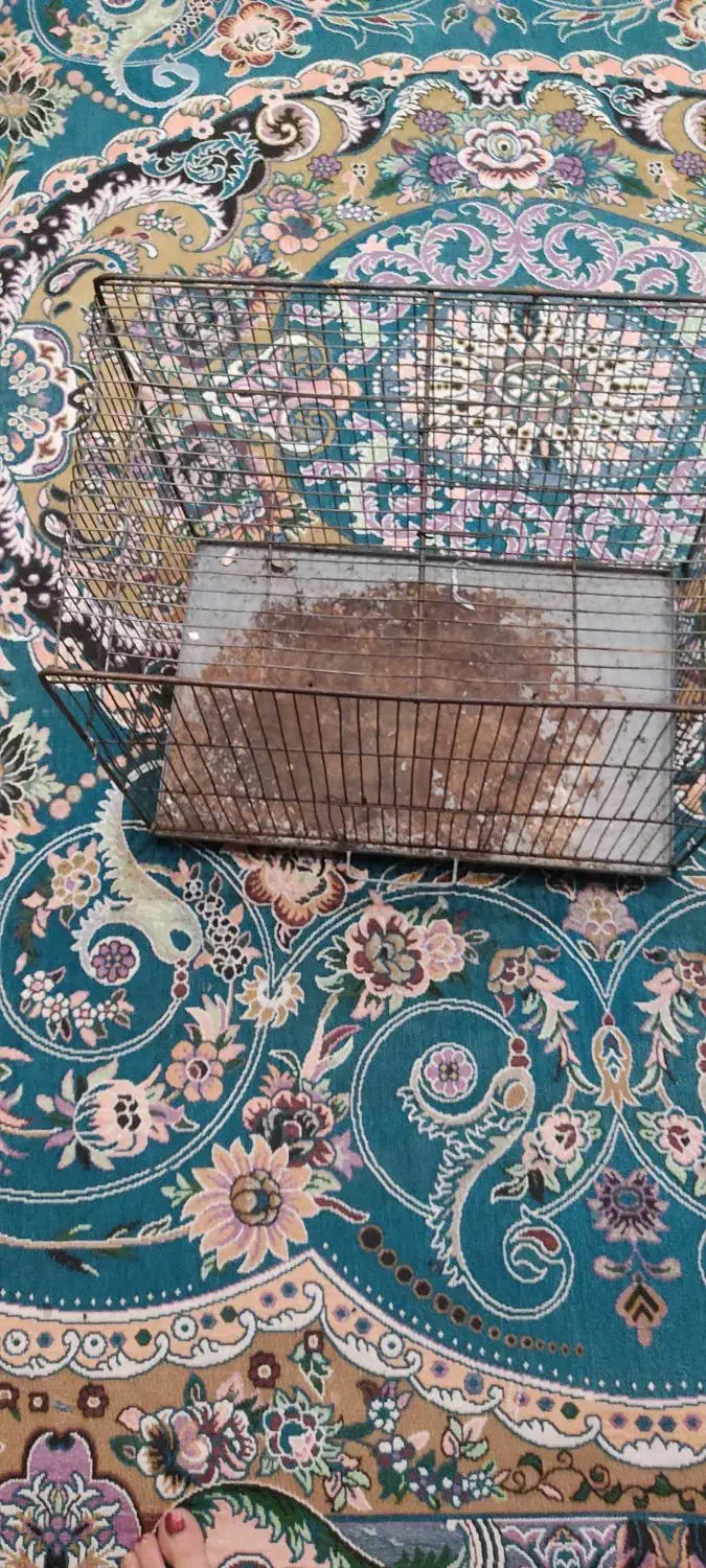 قفس پرنده|لوازم جانبی حیوانات|محمدشهر, محمدشهر|دیوار