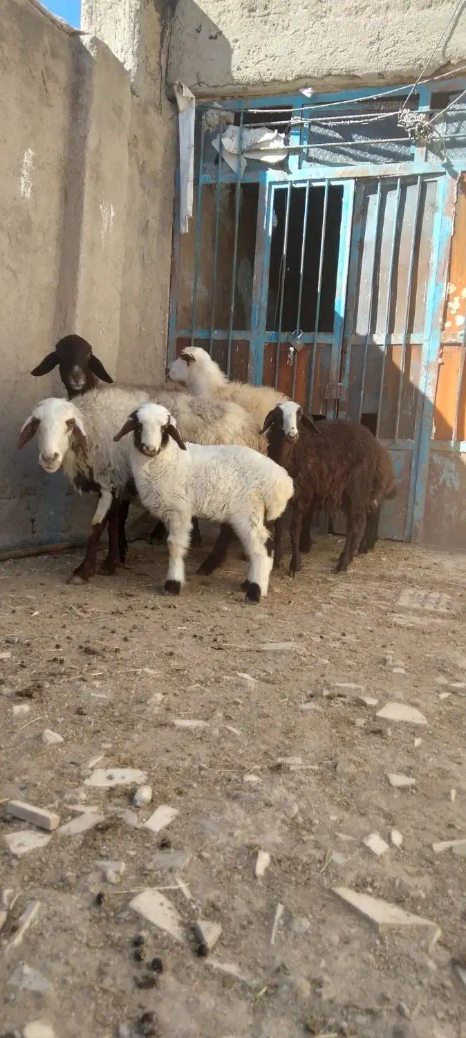 گوسفند. میش و بره. دوتا میش. یه بزغاله|حیوانات مزرعه|اشترینان, |دیوار