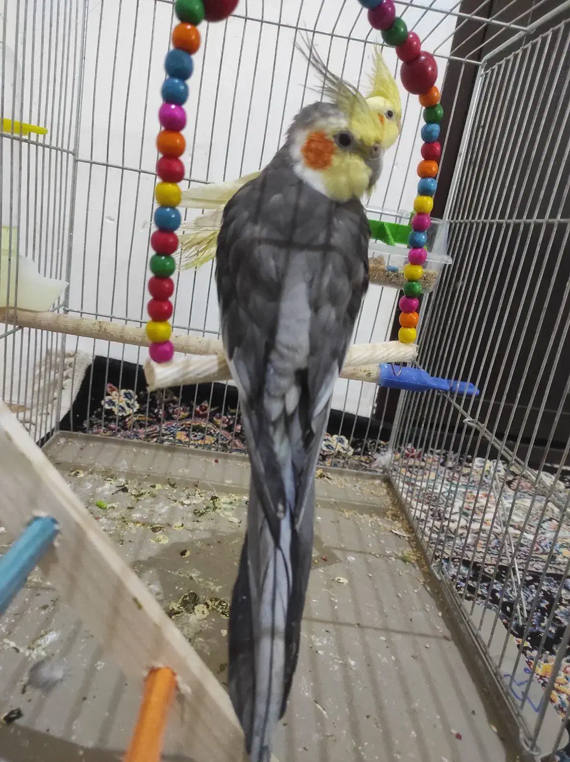 عروس هلندی جفت|پرنده|جوانرود, |دیوار