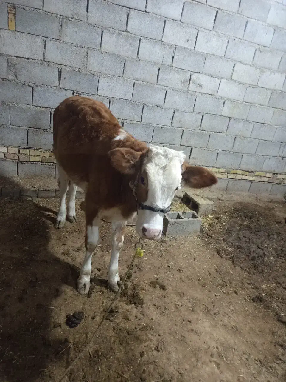 گوساله المانی درسوسنگرد|حیوانات مزرعه|اهواز, مجاهد|دیوار