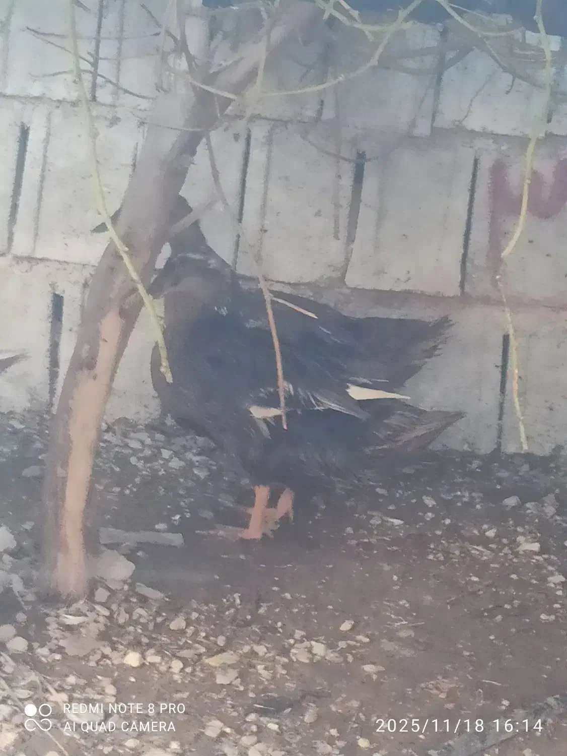 اردک|حیوانات مزرعه|وحدتیه, |دیوار