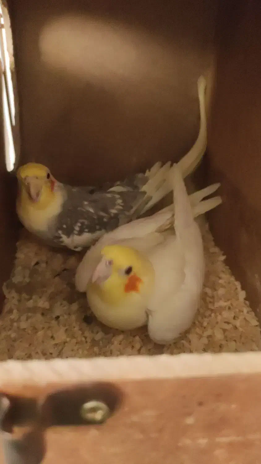 عروس هلندی مولد|پرنده|مشکین‌دشت, |دیوار