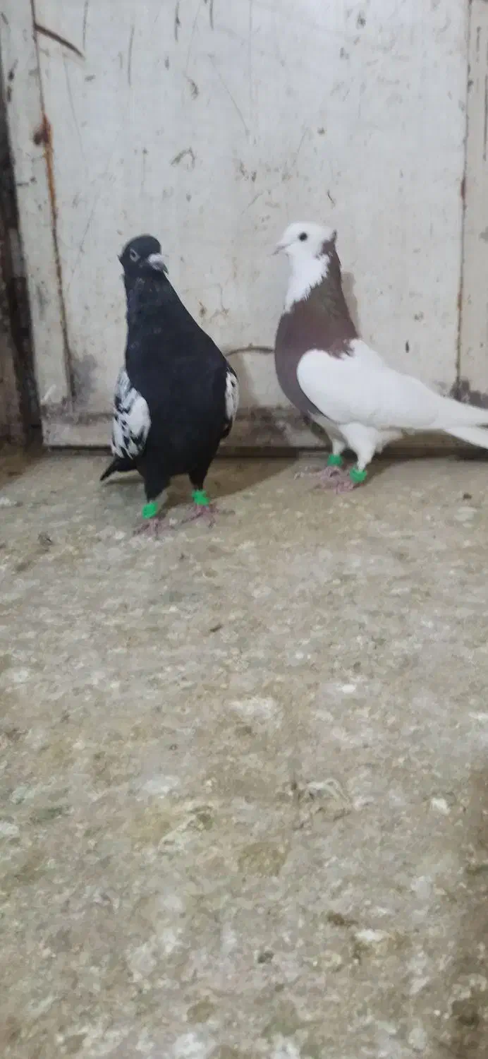 کبوتر|پرنده|نیشابور, فضل|دیوار