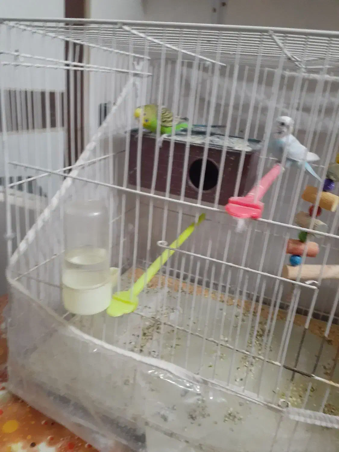 مرغ عشق ۹۰۰|پرنده|تربت جام, جلگه موسی آباد|دیوار