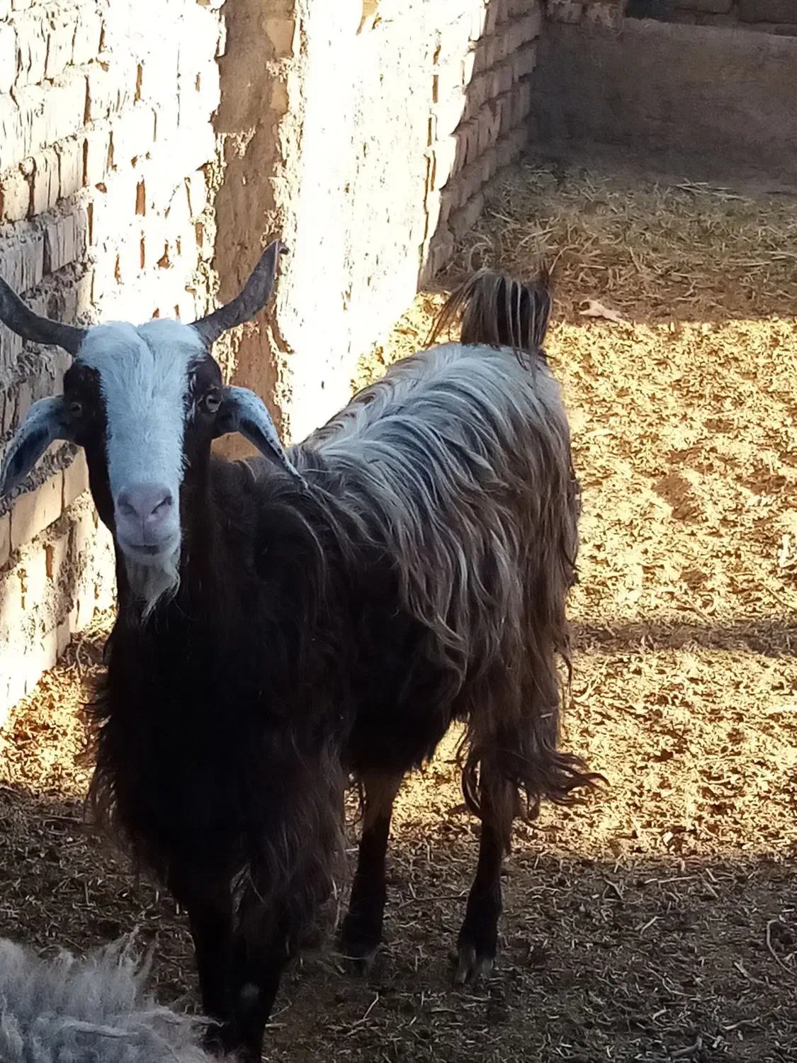 یک بز جوان سن1سال|حیوانات مزرعه|کیاسر, |دیوار