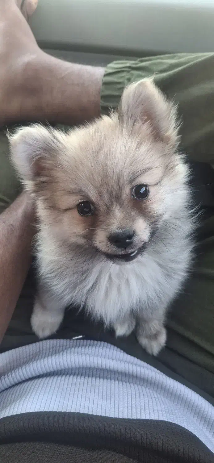 توله ناز|سگ|بندرعباس, |دیوار