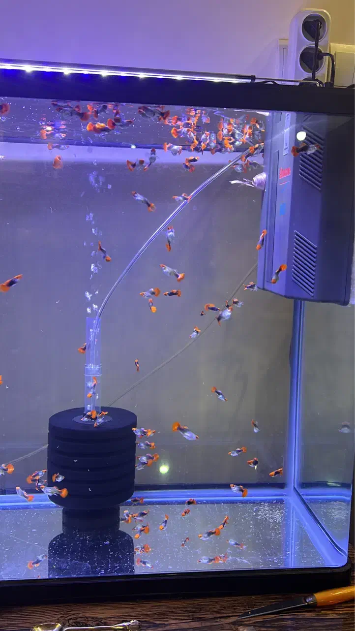 گوپی کوی بالن اصیل|ماهی|اهواز, گلستان|دیوار