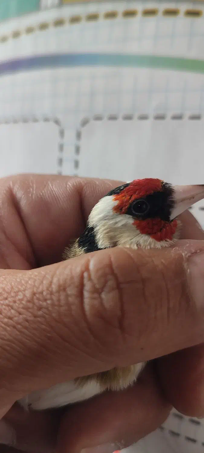 گلبسر سهره ،سهره قناری|پرنده|شیراز, تندگویان|دیوار