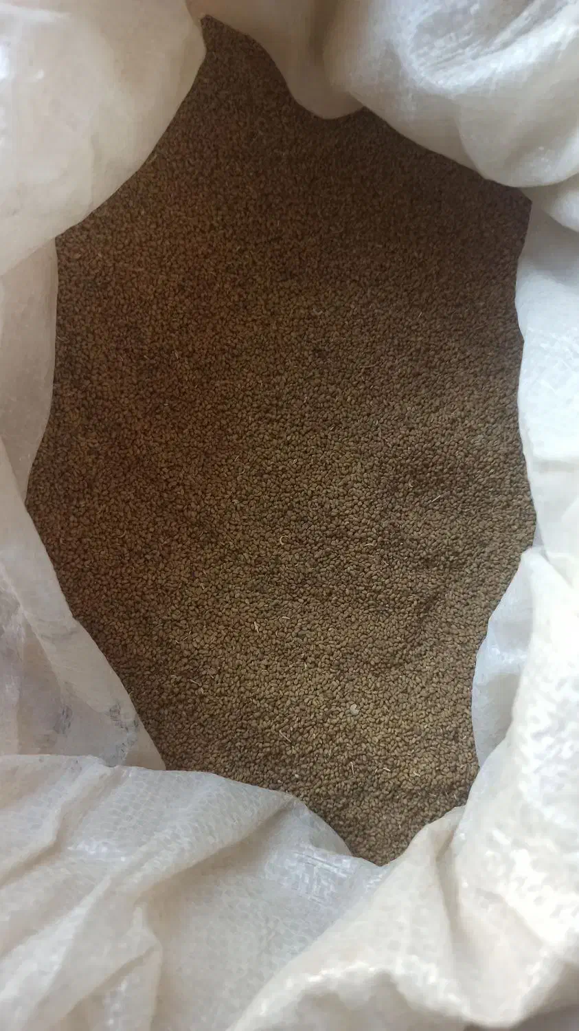 فروش بذر یونجه نیک شهری پایه بلند با کیفیت عالی،|عمده‌فروشی|بهبهان, |دیوار