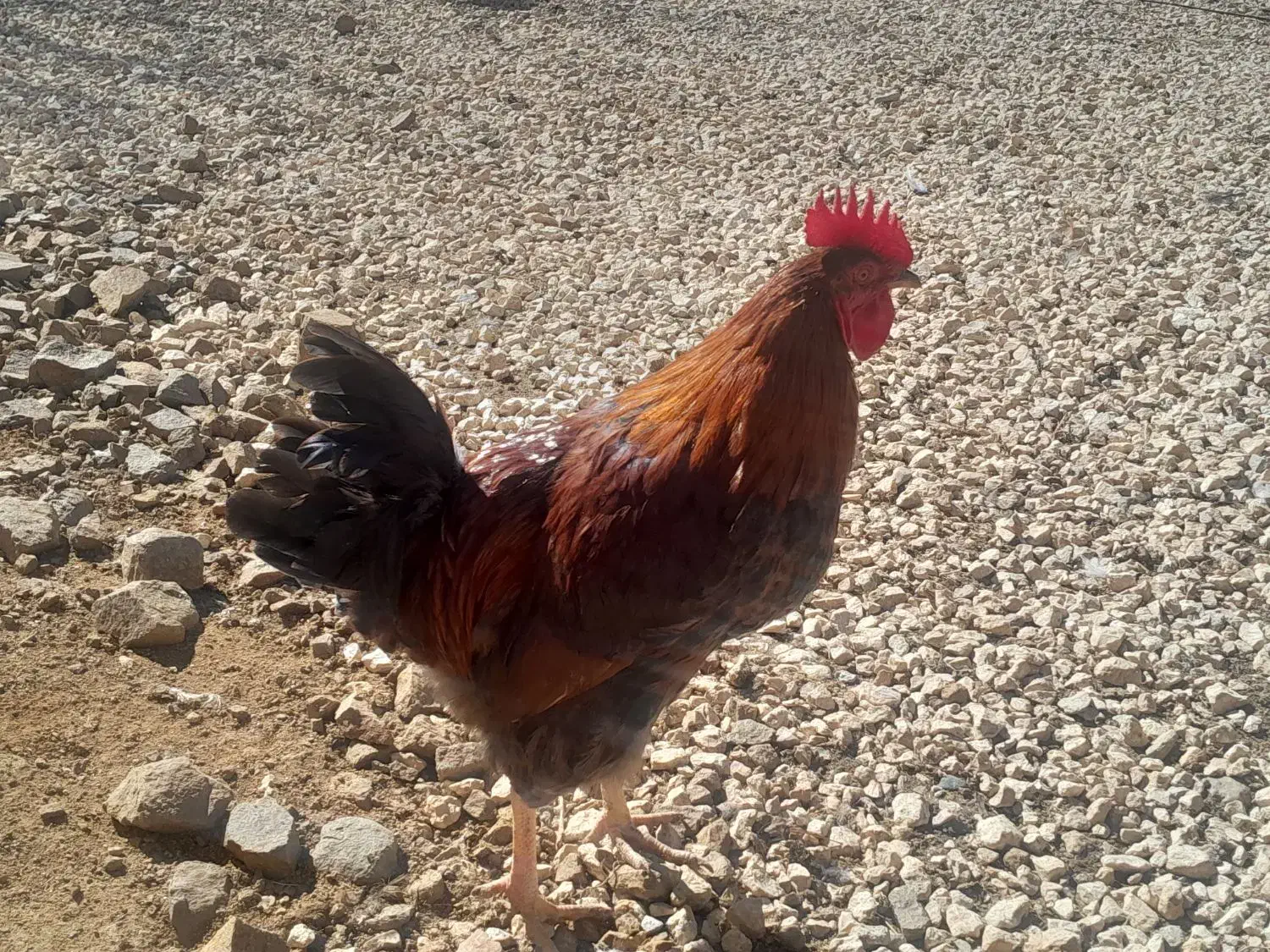 خروس|حیوانات مزرعه|قیدار, |دیوار