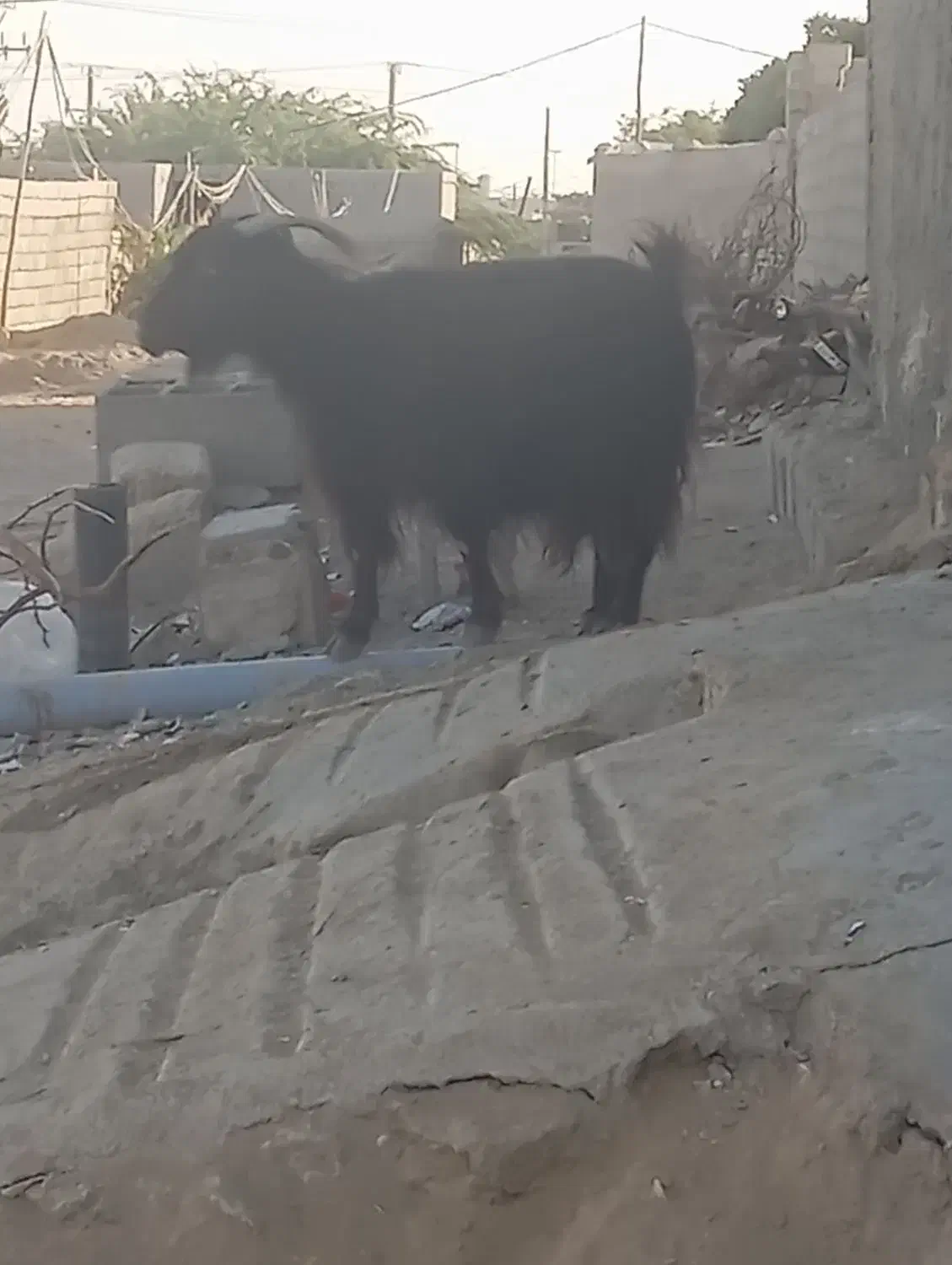 سیستان بلوچستان چابهار کمب|حیوانات مزرعه|چابهار, |دیوار