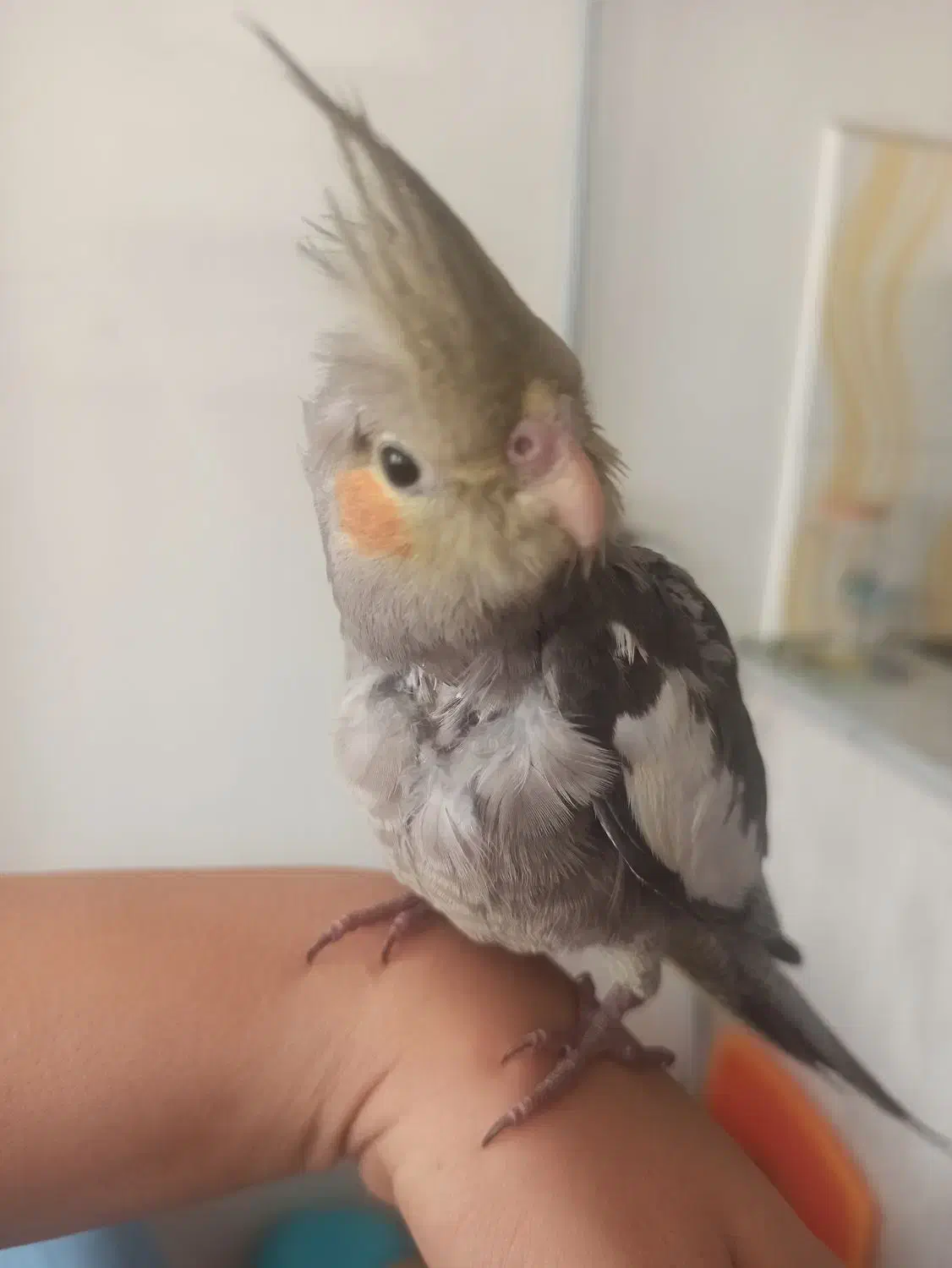 گمشده|حیوانات|فردیس, شهرک شهید حسینی|دیوار