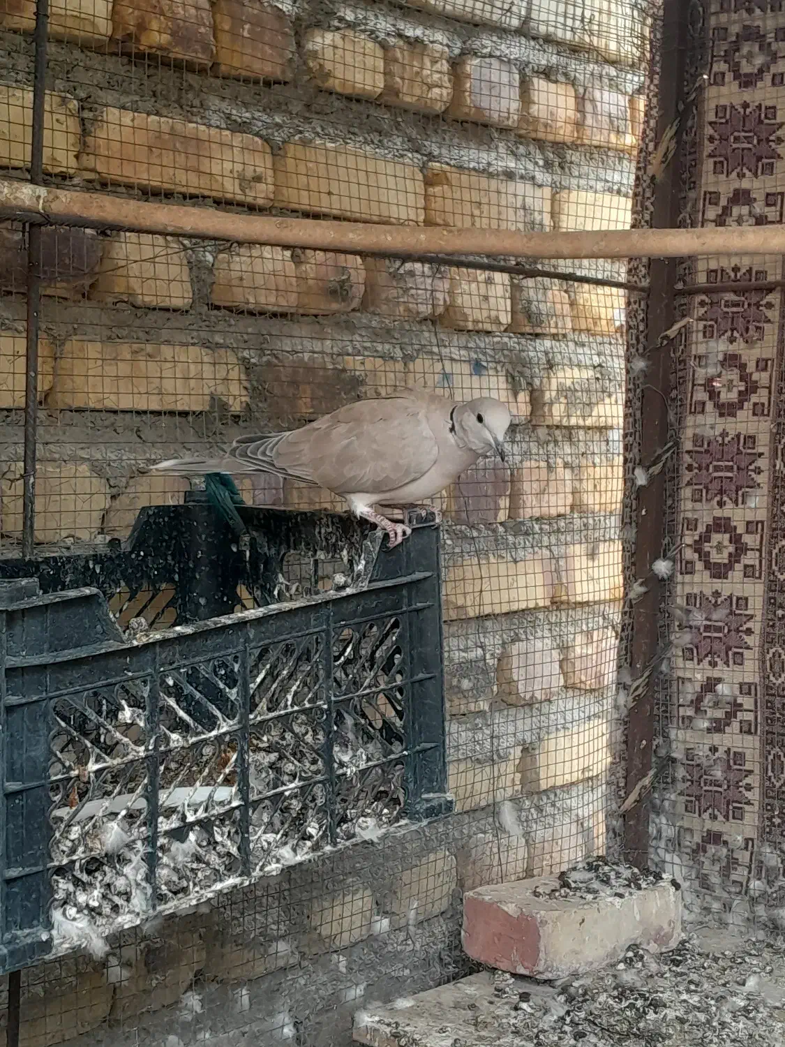 کفتر|پرنده|سراوان, |دیوار