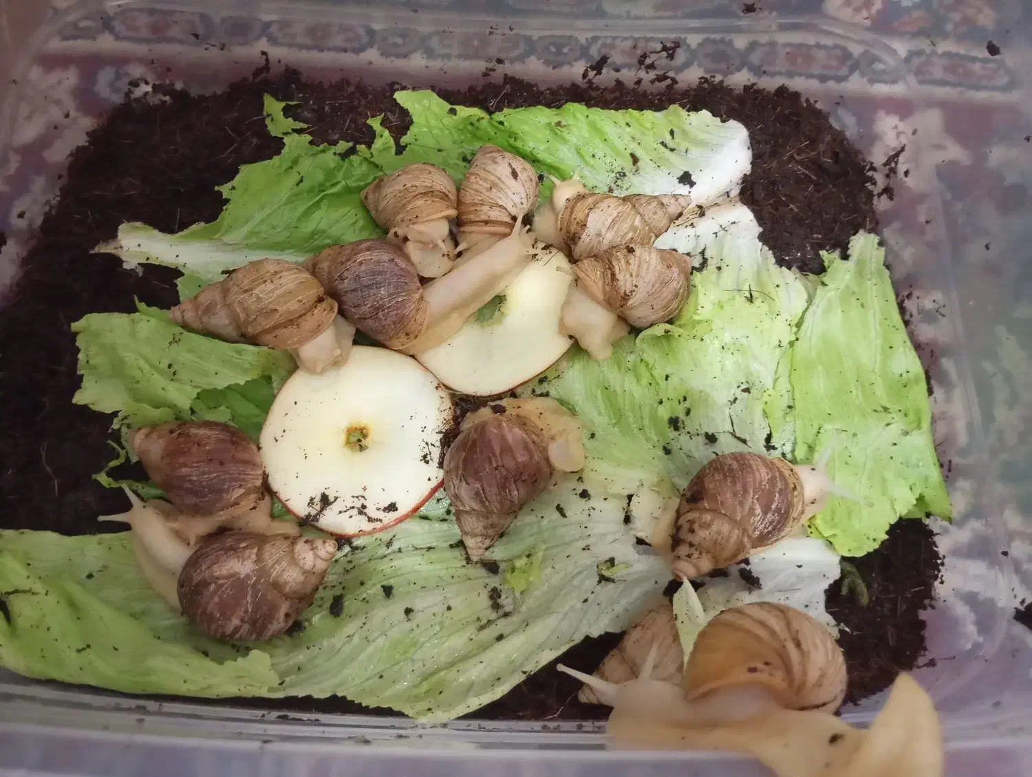 حلزون مولد|خزنده|قم, نیروگاه|دیوار