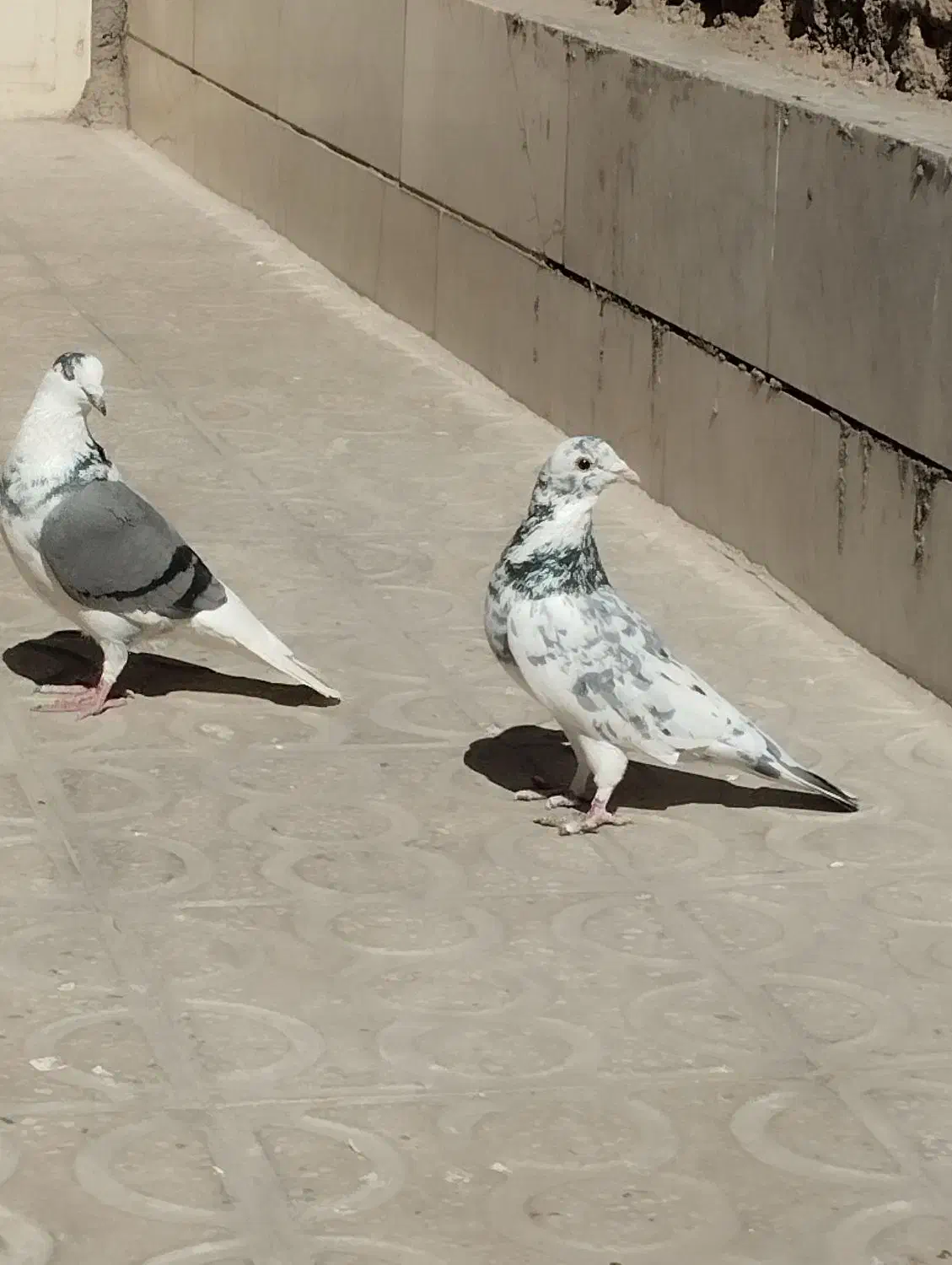 کفتر|پرنده|حمیدیا, |دیوار