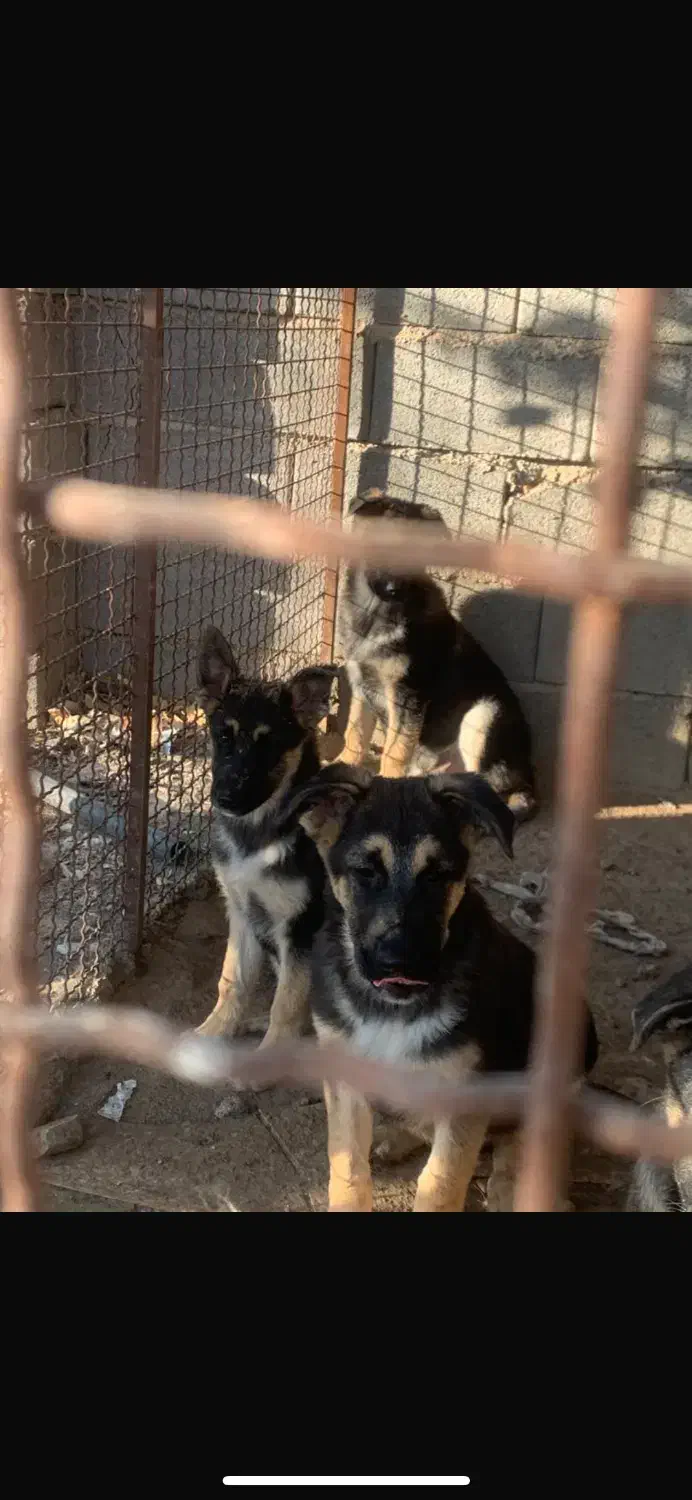 4 عدد سگ نر ژرمن شپرد 3 ماه|سگ|دلیجان, |دیوار