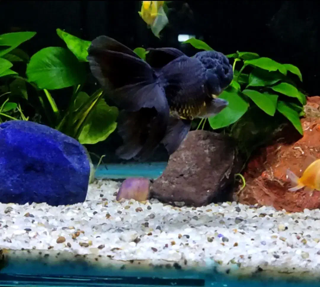 ماهی گلدفیش اُرکید تیل بوفالو گُلد تاپ گرید|ماهی|تهران, نعمتآباد|دیوار