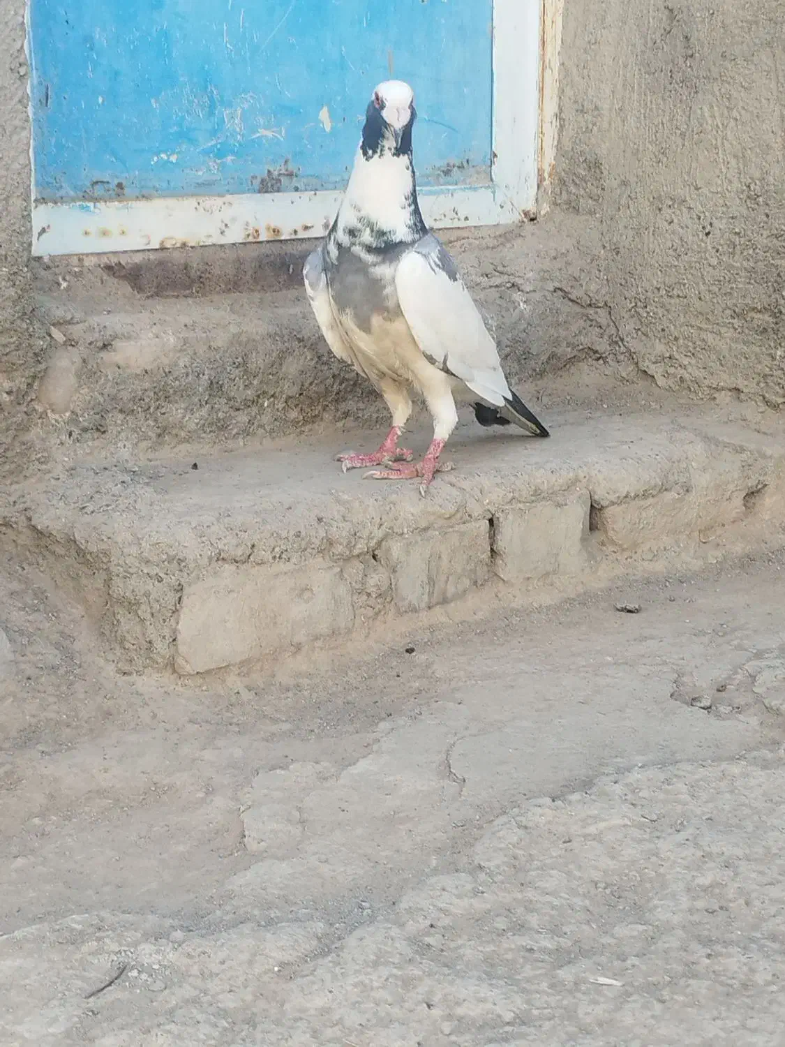 کفتر پلنگ|پرنده|جوین, |دیوار