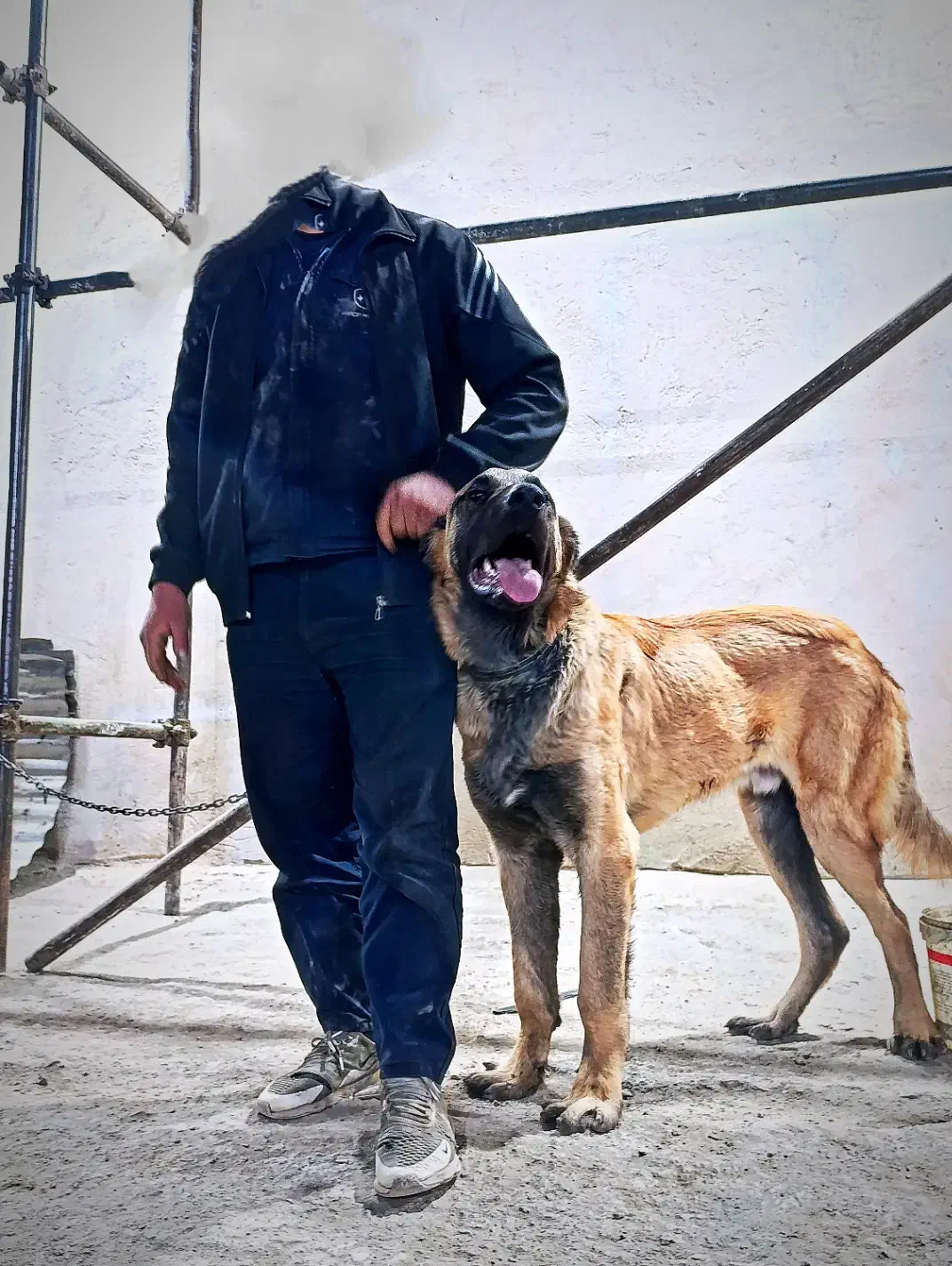 سگ  گمشده|حیوانات|همدان, |دیوار