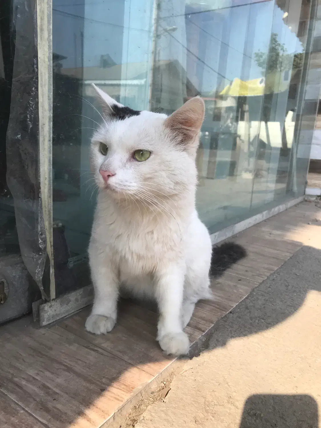 فروش گربه پرشین وان ترکیش نر|گربه|رشت, یخسازی|دیوار