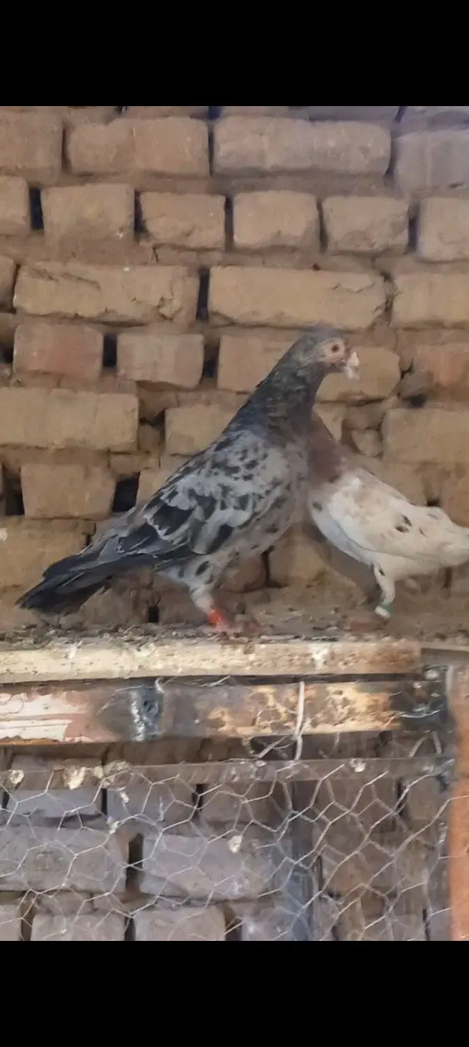 کفتر|پرنده|کاشمر, |دیوار