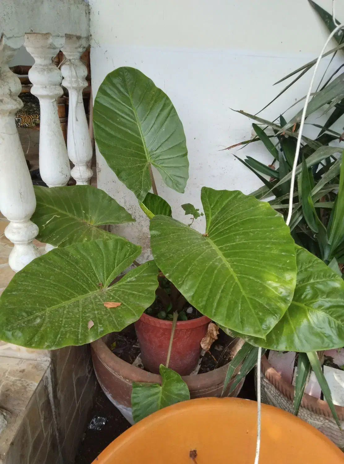 ۲تاباهم|حراج|نور, |دیوار