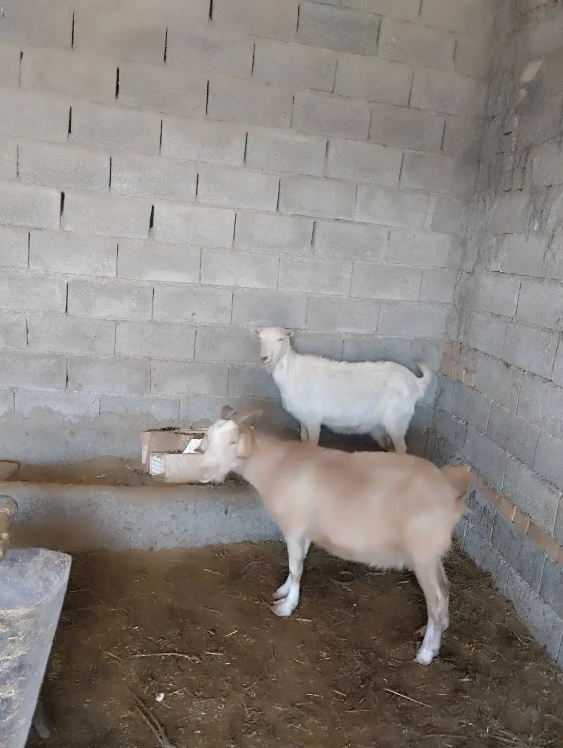 بزسانن|حیوانات مزرعه|نیشابور, فردوسی جنوبی|دیوار