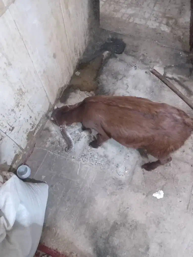 بز عربی برای فروش|حیوانات مزرعه|خرمشهر, |دیوار