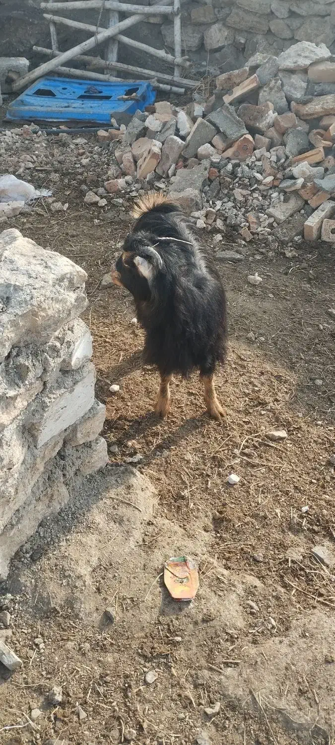 بزغاله ماده|حیوانات مزرعه|سلماس, |دیوار