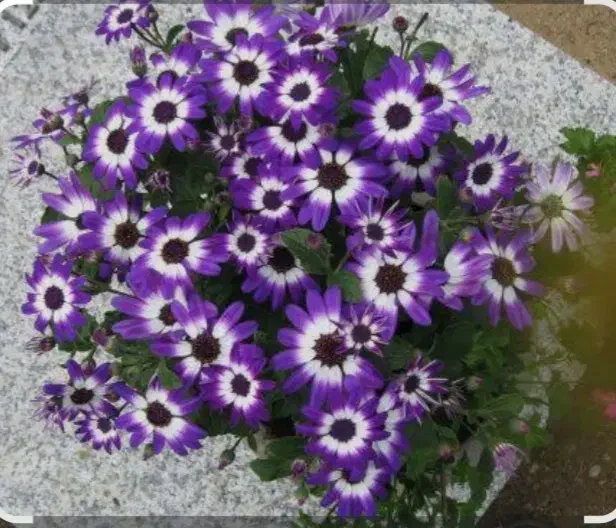 گل سنیری یا سینره|گل و گیاه طبیعی|تالش, طولارود|دیوار