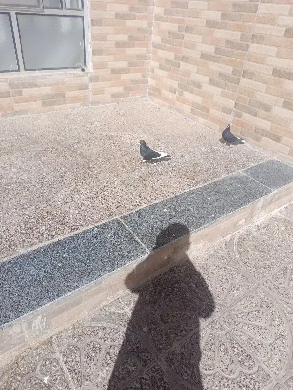 کبوتر قره سیاه|پرنده|آباده, |دیوار