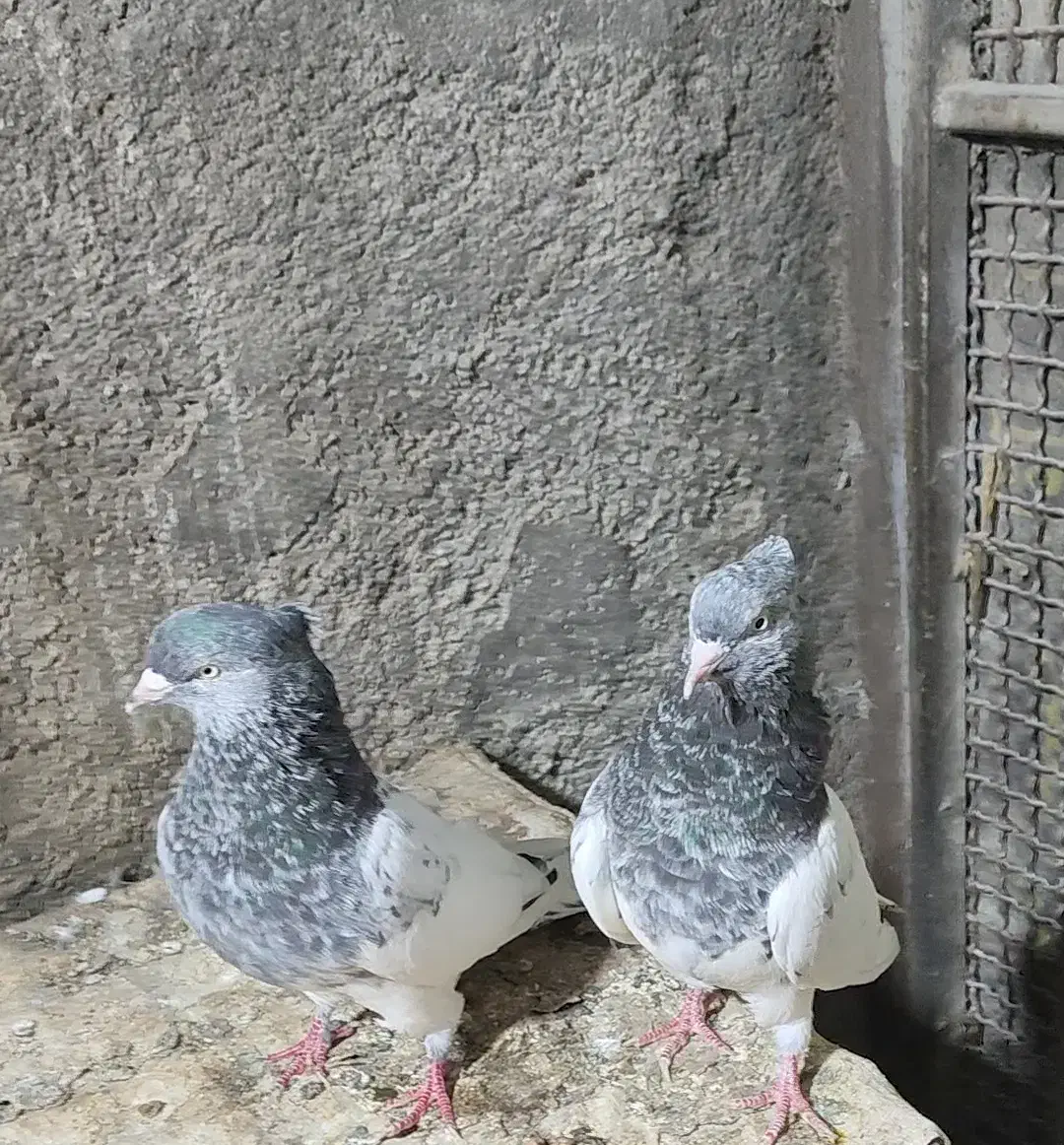 کبوتر|پرنده|آزادشهر, |دیوار