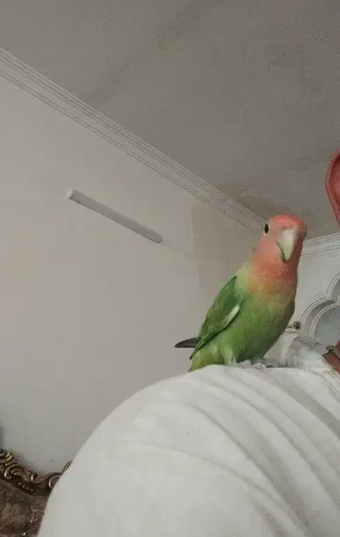 طوطی برزیلی|پرنده|مرند, |دیوار