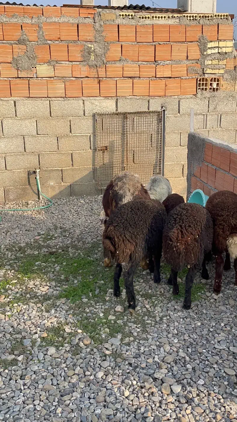 یک راس دوقلو بره ها نر و سه راس بره نر کردستانی ا|حیوانات مزرعه|آق قلا, |دیوار