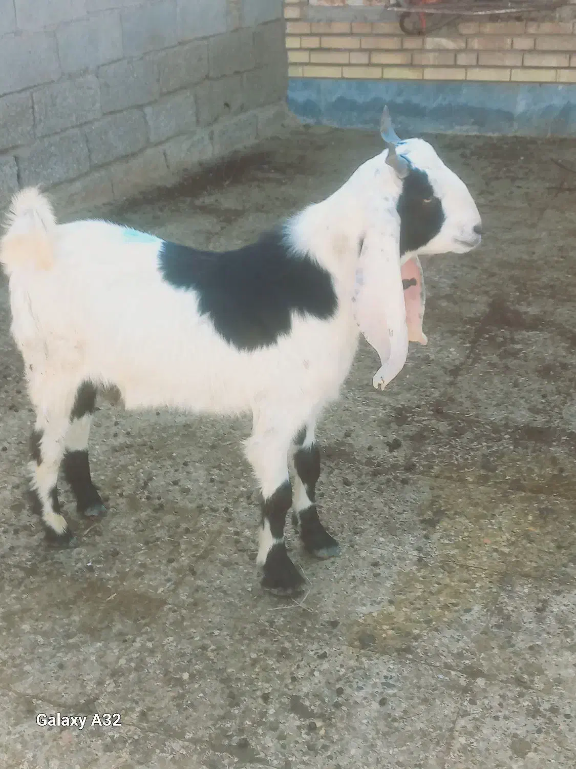 بز نر|حیوانات مزرعه|اهواز, الهائی|دیوار