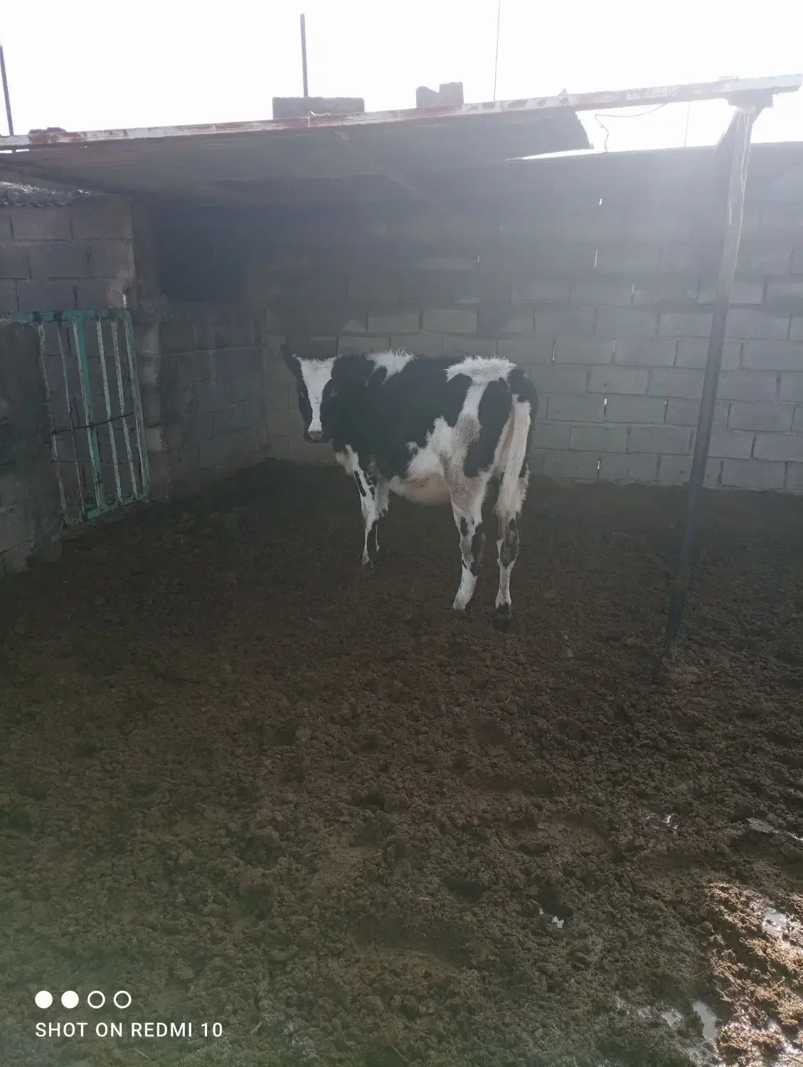 تلیسه|حیوانات مزرعه|گناباد, |دیوار