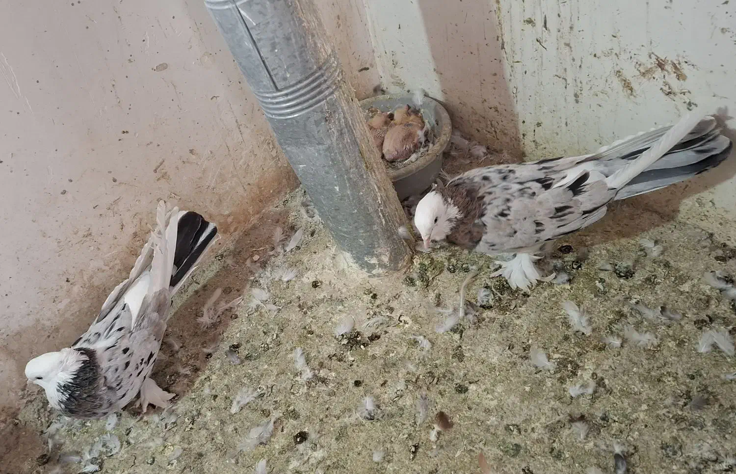 ی جفت هما سرور پا چکمه ای|پرنده|نسیم‌شهر, |دیوار