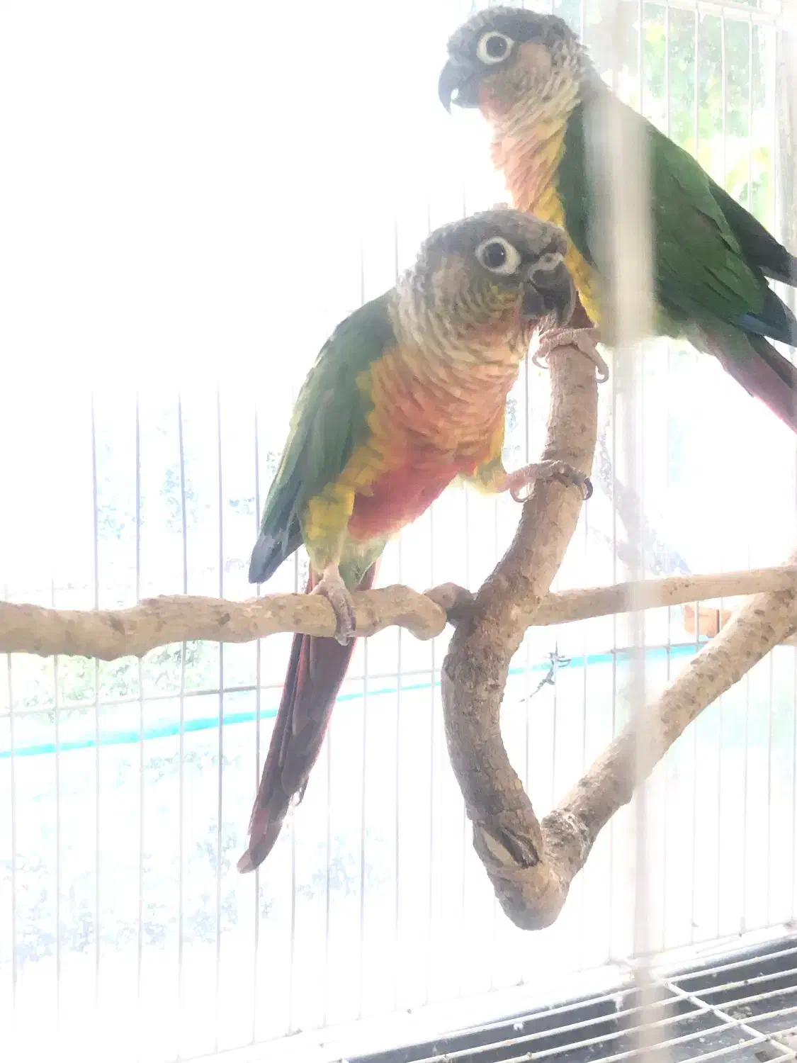 طوطی گرینچیک اناناسی|پرنده|تربتحیدریه, قائم|دیوار