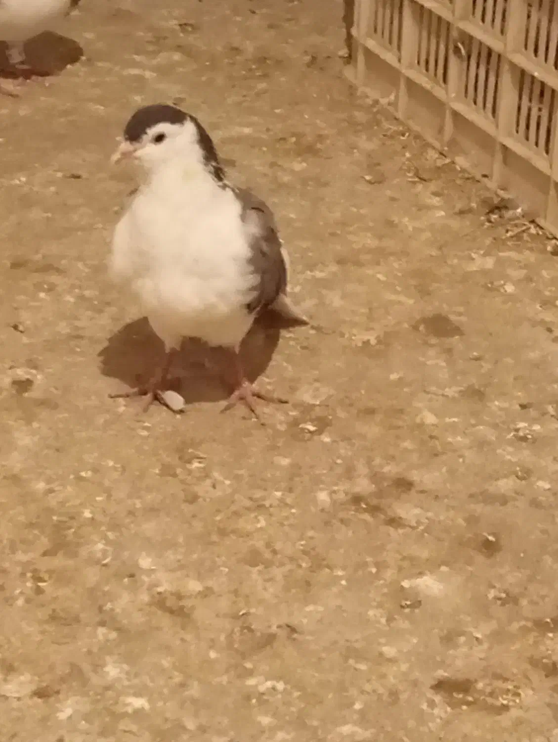 کبوتر پرشی|پرنده|قوچان, |دیوار