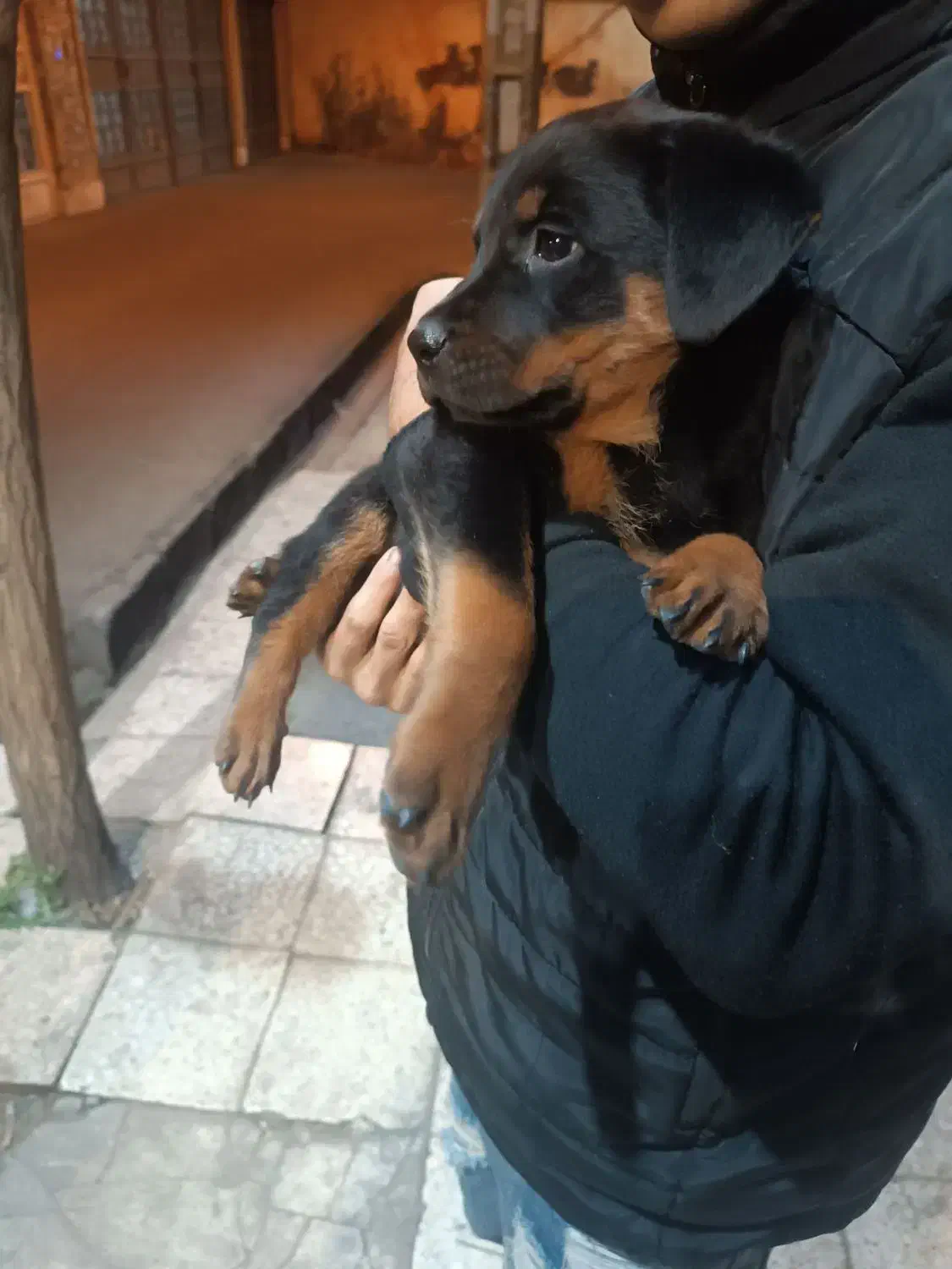 واگذاری روتوایلر|سگ|فردیس, قریشی|دیوار