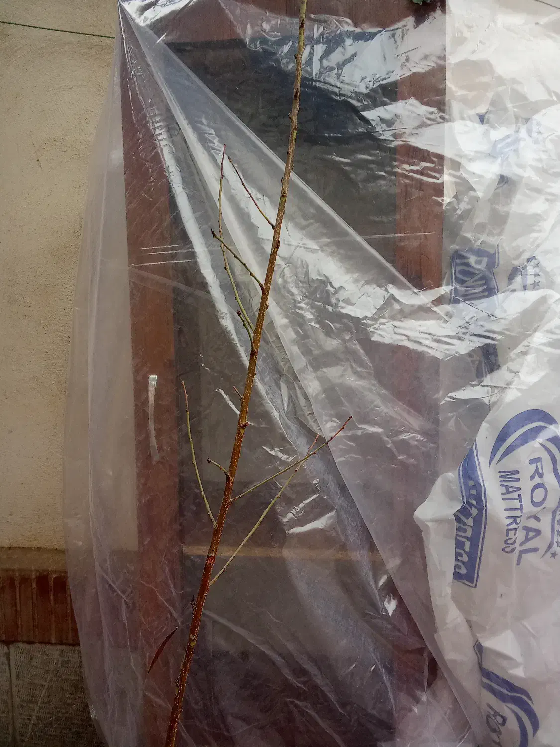 بوفه سالم|بوفه، ویترین، کنسول|محمدیه-قزوین, |دیوار